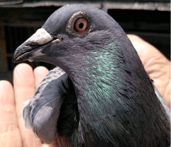 两千公里超远程国血冠军鸽主是这么养鸽的