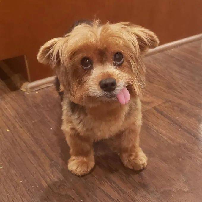 吐着舌头的可爱狗狗们,好萌啊!