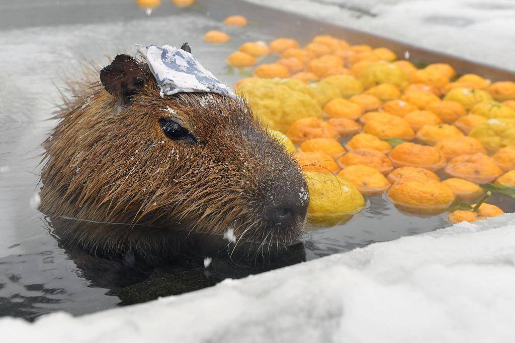 日本水豚泡柚子温泉 表情惬意十分享受
