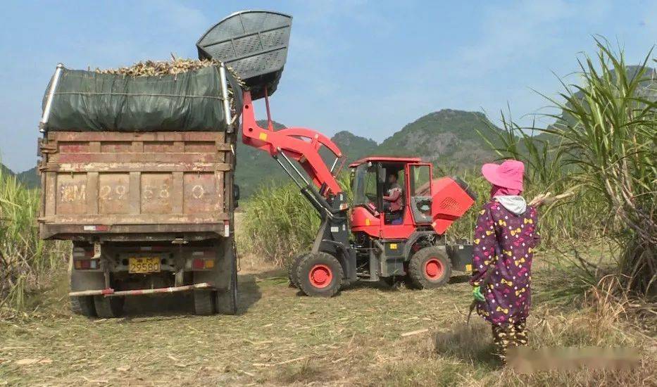 机器收割甘蔗划不划算?