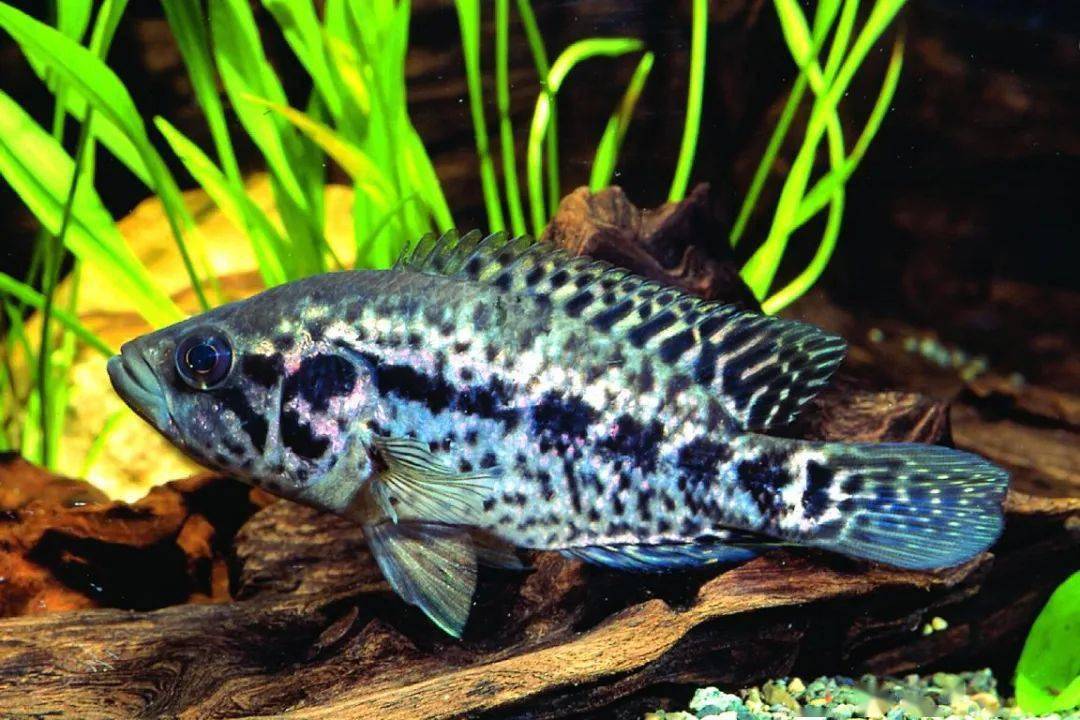 中南美洲慈鲷图鉴合集(central&south american cichlid)