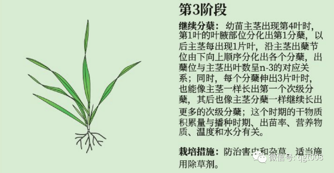 小麦三叶期图片