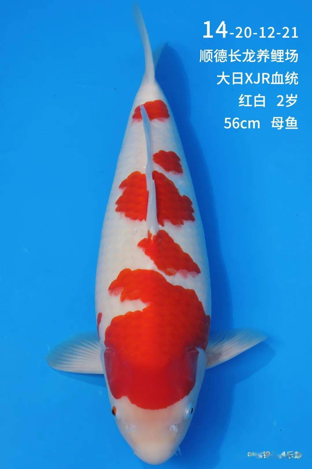 正在直播长龙养鲤场池扬拍卖会即将开始