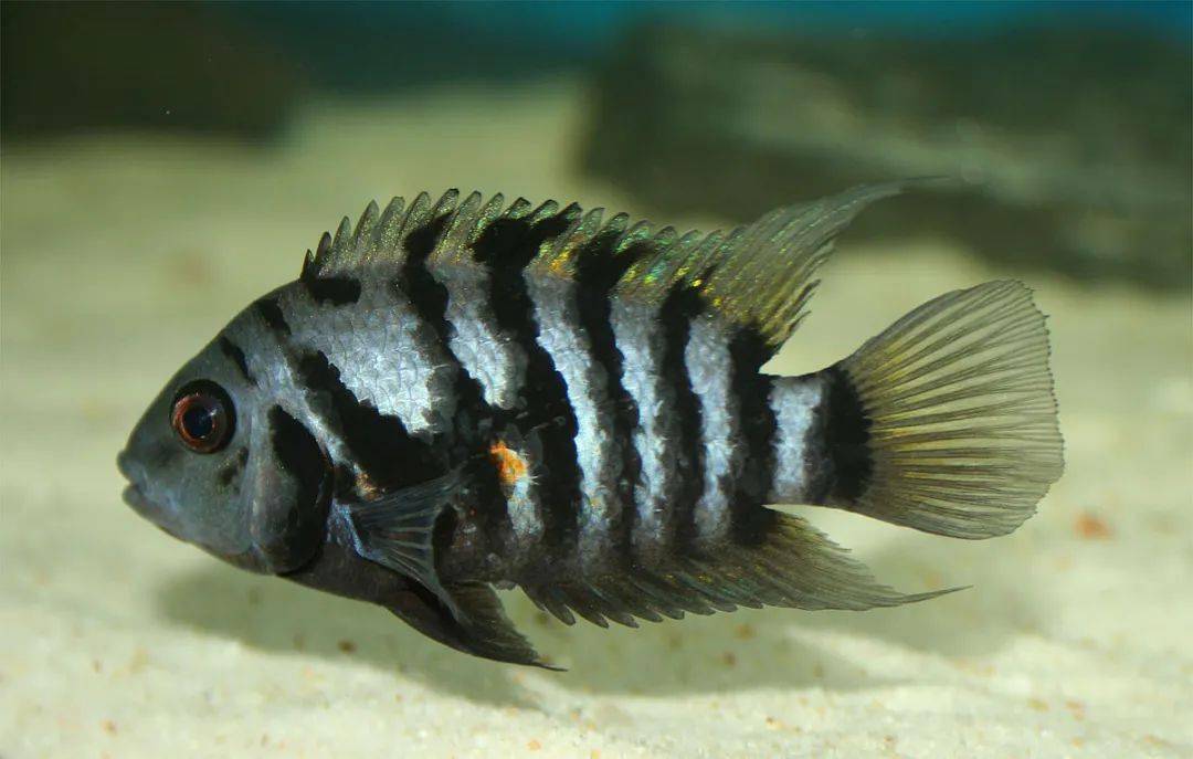 飼養歷史悠久的中美洲中型慈鯛魚,繁殖力強.