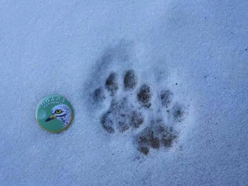 发现雪豹脚印12月15日,野性石河子团队向记者讲述了他们与雪豹的故事
