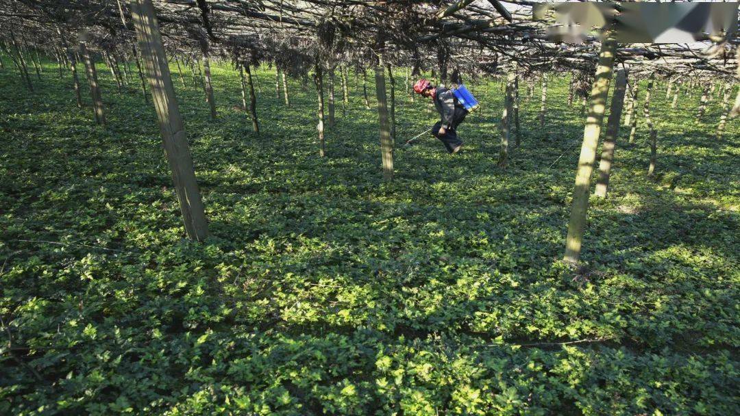 增加农户收入,在黄水镇建有2000多亩黄连基地,把其中的400亩有机示范