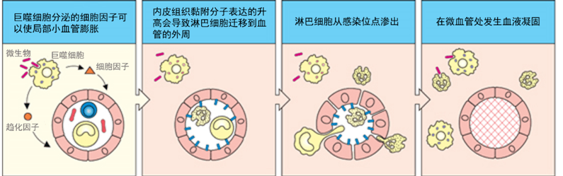 炎症的自述:发生、机理和结局_组织
