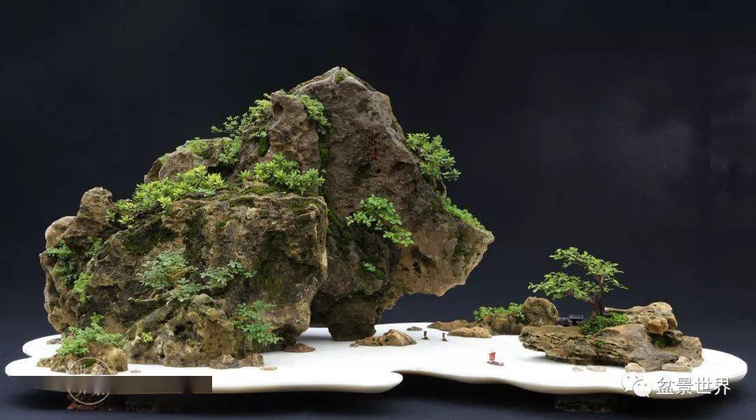 张志刚:松石造景 风骨传神——将高雅融入生活_盆景