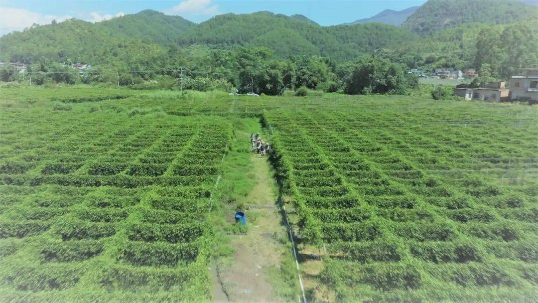 寻雄新农丨黄金果带来致富新希望南雄这个地方扬眉吐气了