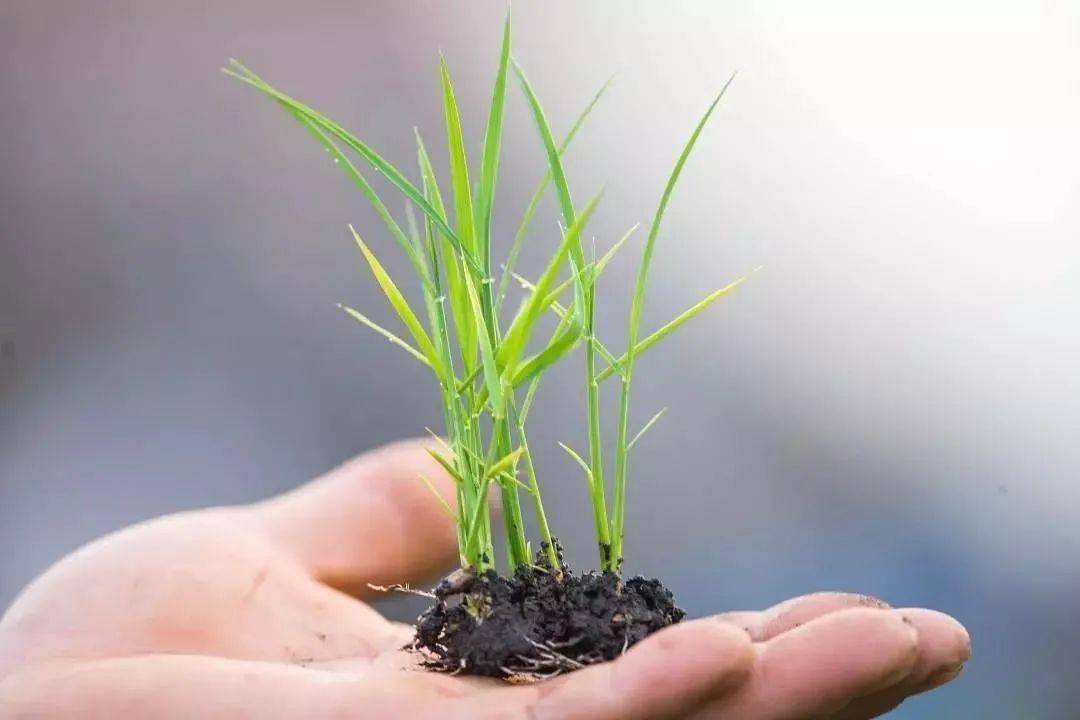 如果台友在阳台栽种大米,打磨糙米的过程中遇到啥问题,老办法,来找