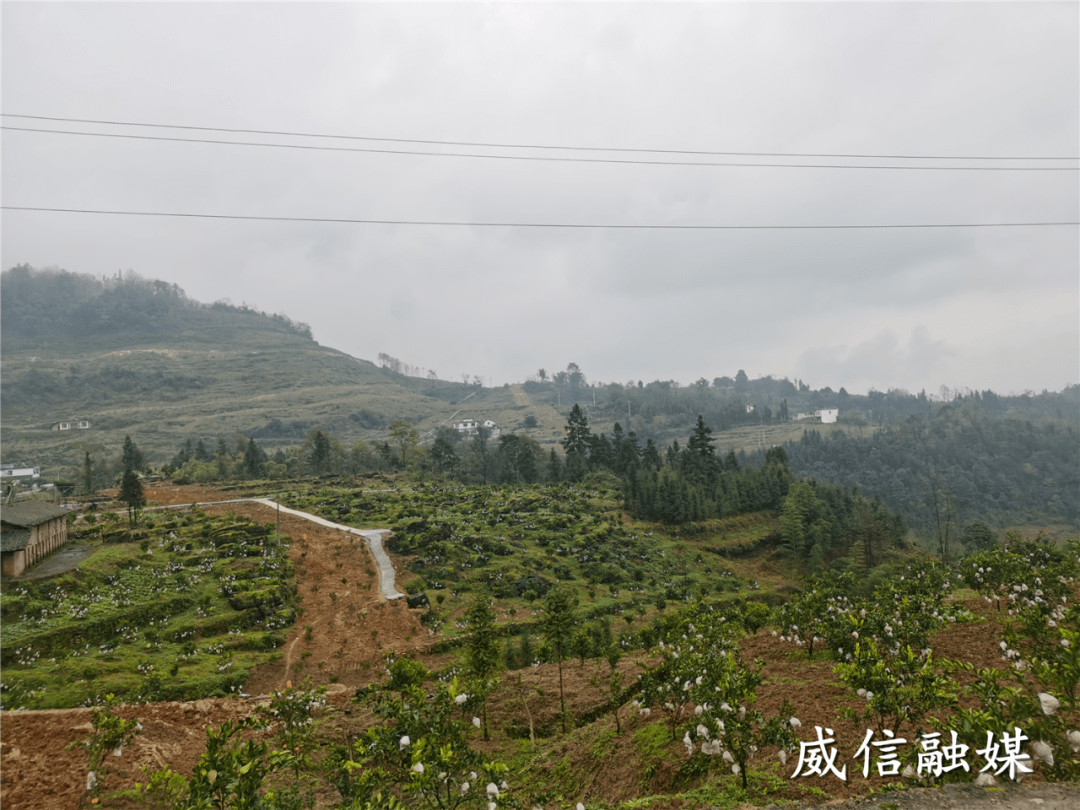 威信旧城镇龙马村漫山大雅柑勤劳致富路