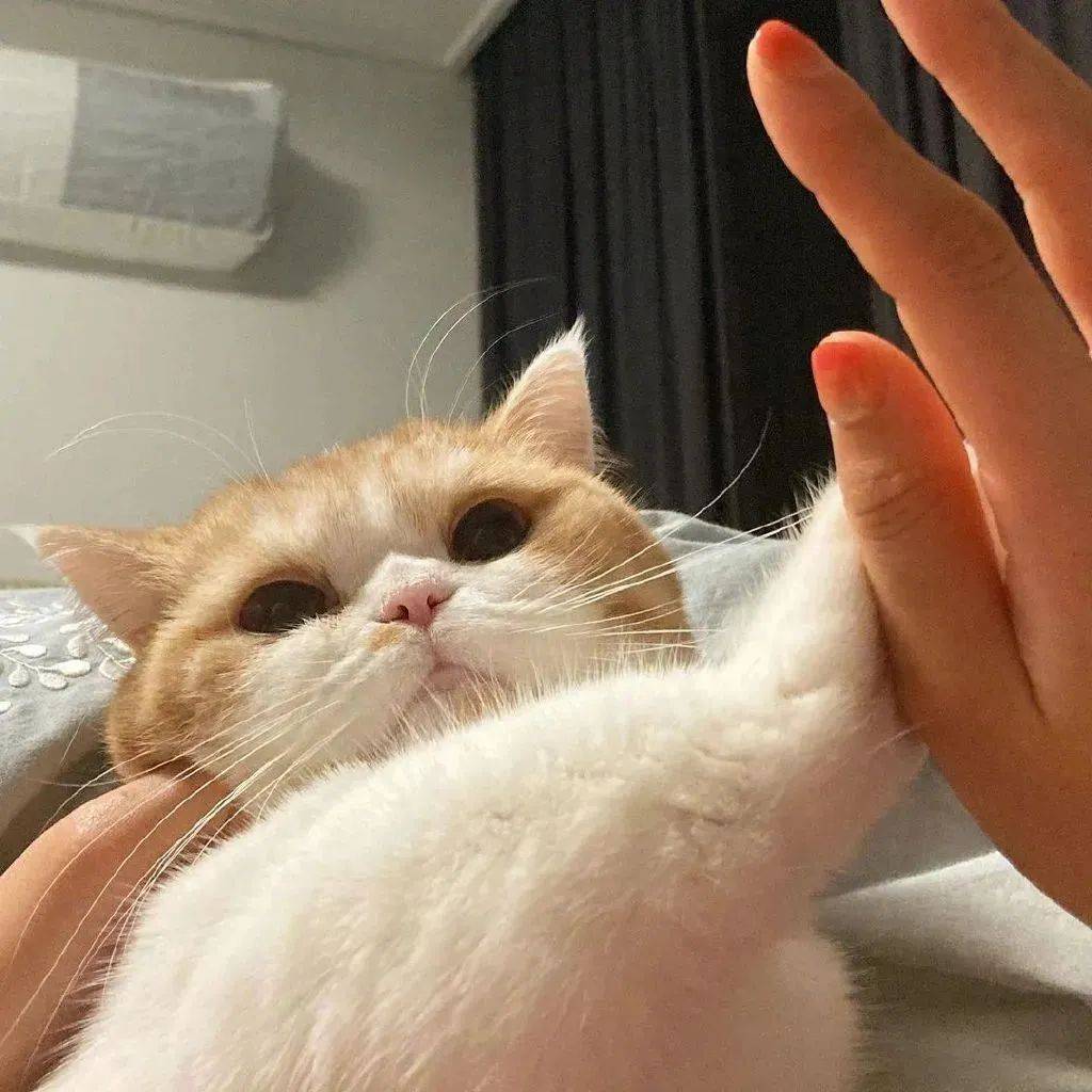 一些有趣可爱的搞怪头像