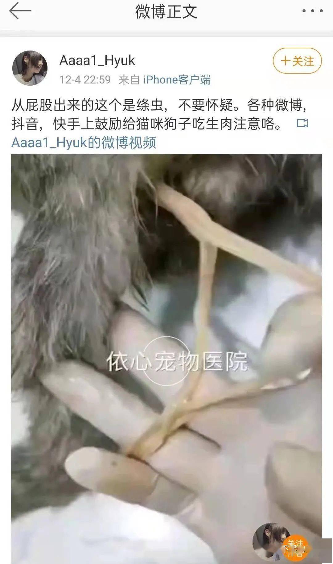 猫咪吃生肉拉出1尺长的绦虫生肉喂养慎重