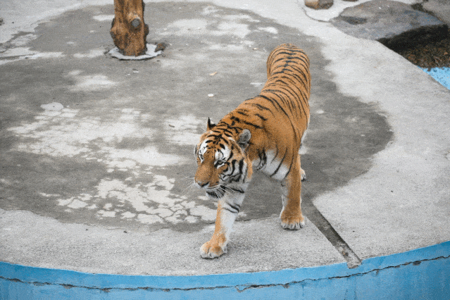 狮子老虎再见!上海和平公园月底闭园改造,不再保留动物岛