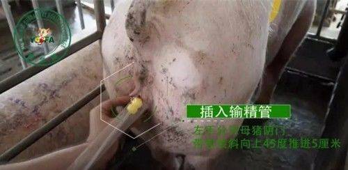 输精前的这一步必须做,否则会影响产仔数