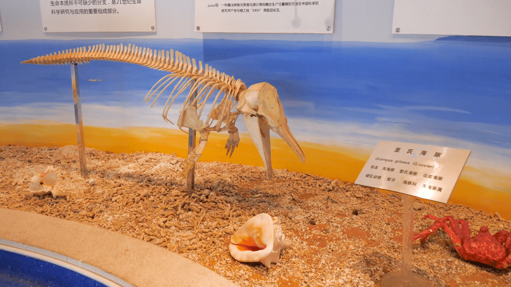 系列云展播走进青岛银色世纪海洋生物博物馆探索海洋生物的奥秘