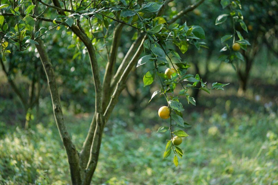 广东人窝在被子里吃的神仙水果每一粒果肉都如泉水清甜