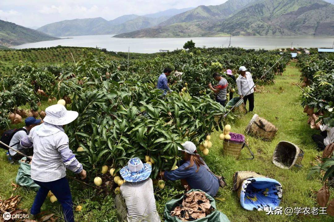 农村种植致富案例视频播放(几个有前景的农村种植致富项目)