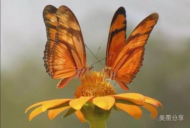 两只蝴蝶美极了