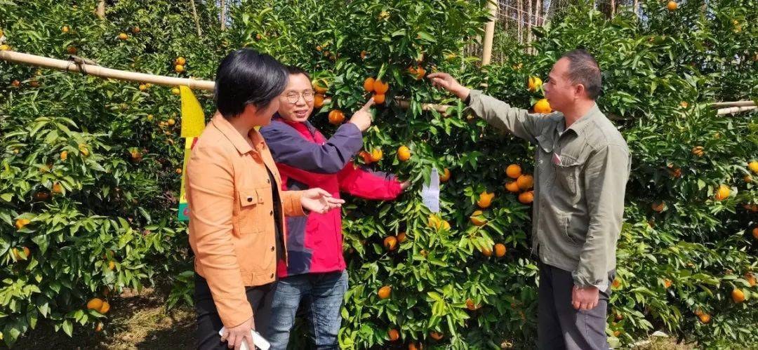 沃柑种植施肥视频(沃柑种植施肥视频大全)