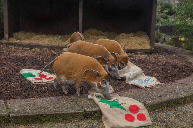 英国伦敦,伦敦动物园的饲养员们为 红河猪们安排了一顿圣诞大餐,袋子