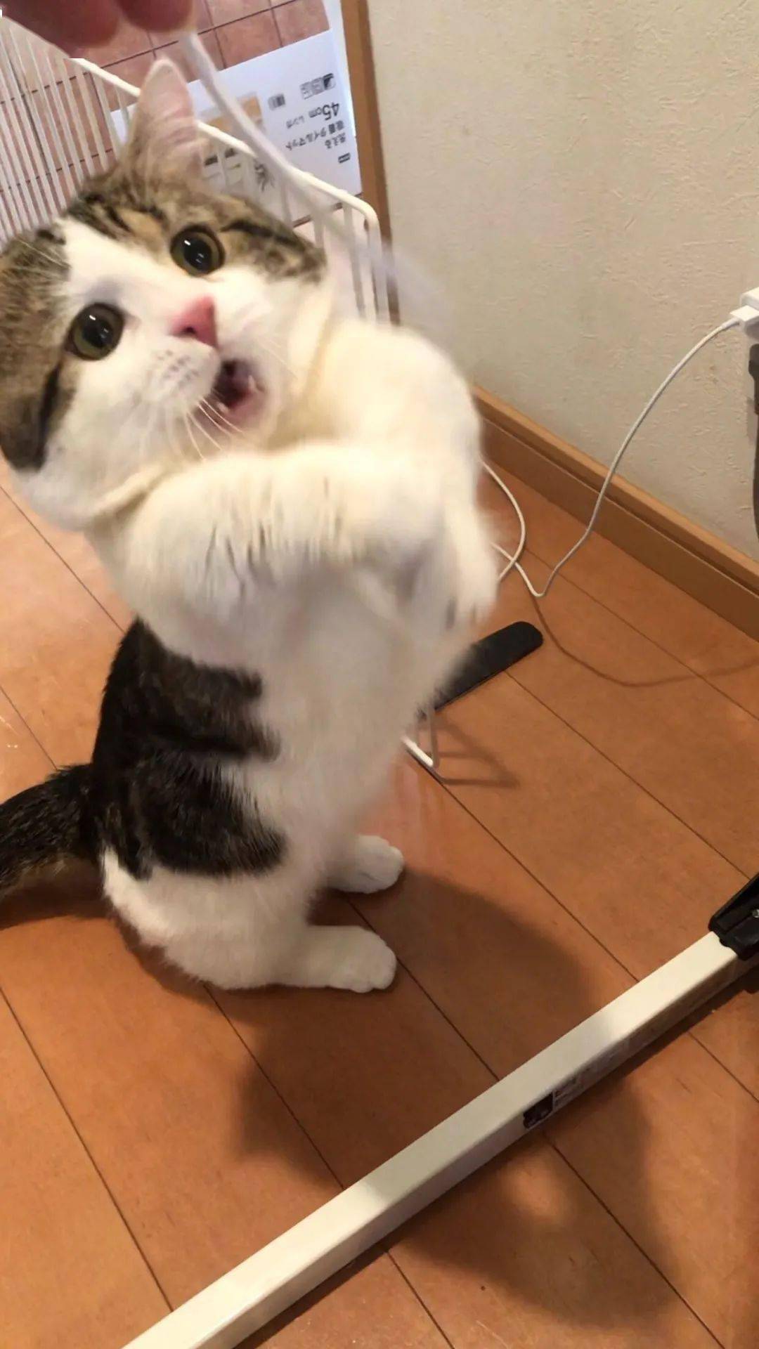 和猫玩逗猫棒时,它抓住了会很开心,如果没抓住,这表情笑屎!