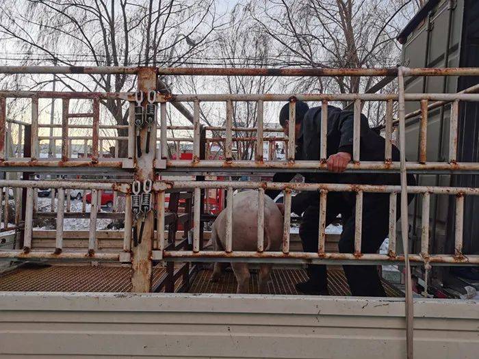 通辽旗县警方抓获俩偷猪贼!