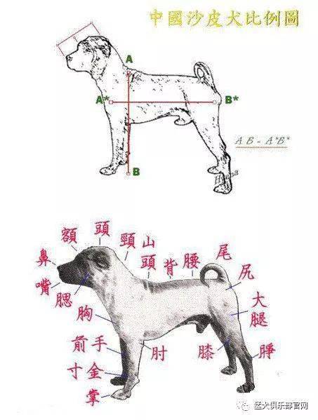 没落的犬贵族中国大沥沙皮犬