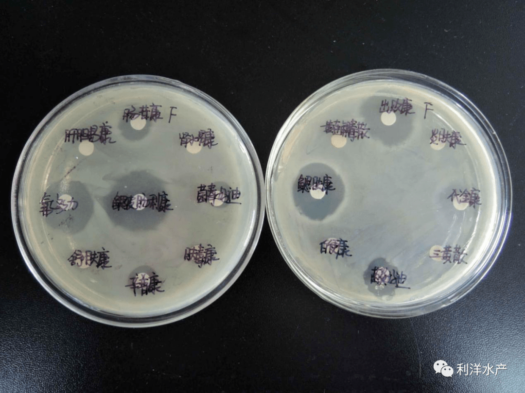 技术分享如何进行简易药敏试验