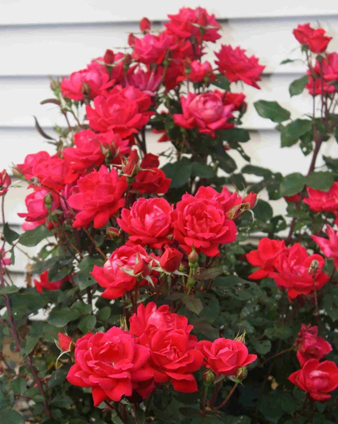 谁说月季都是药罐子,这款宝藏月季让种植变得超容易!_绝代佳人