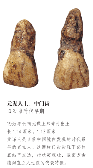 元谋人:中国境内迄今为止发现的最早的直立人_化石