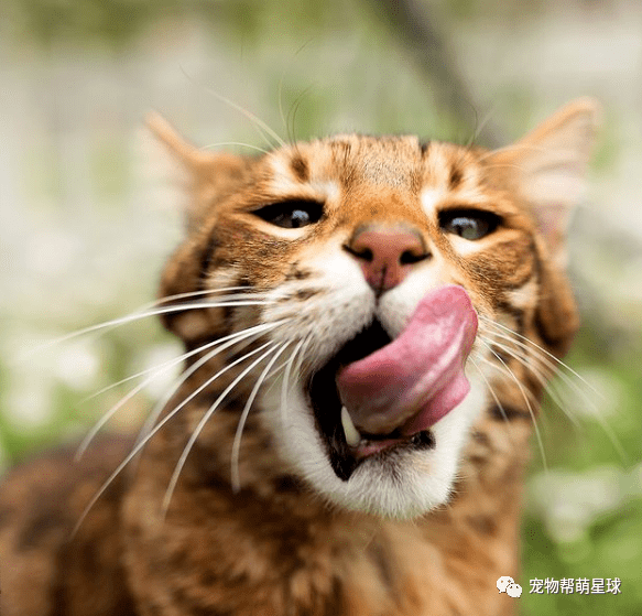 "亲吻狂喵"眼神炙热,双爪捧脸杀亲吻主人羡煞网友:看别人家的猫!