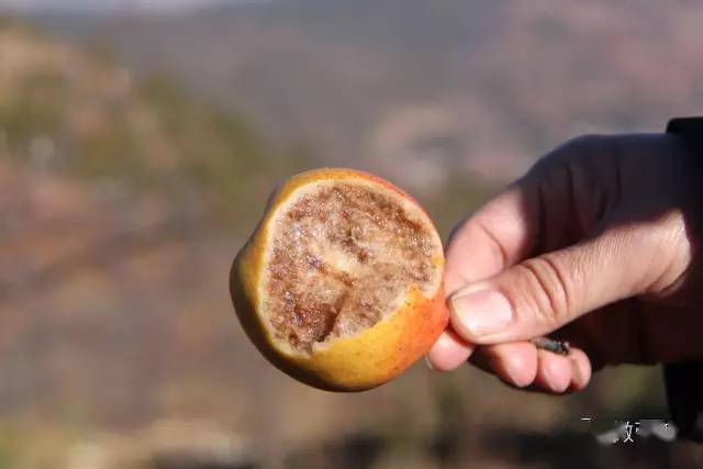 顾云芳就是其中之一,她家有梨树10多亩,每年可制成乌心梨的小红梨产量