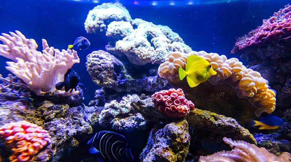 元旦亲子嘉年华1月3号杭州长乔极地海洋公园一日游