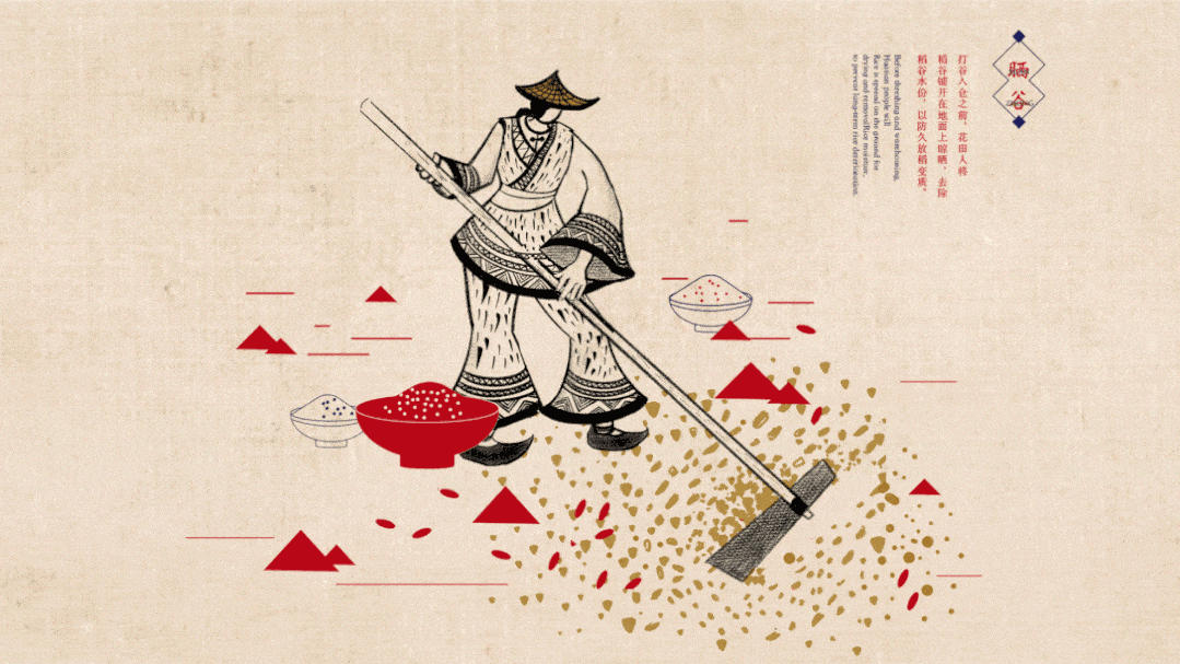 所产的大米自然品质上乘 土家人种植花田贡米的具体过程 动态化的视觉