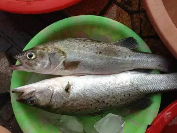 一渔民整理的海鲜大全,以后再也不怕不认识海鲜了