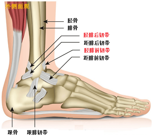 脚踝外侧部位图解图片