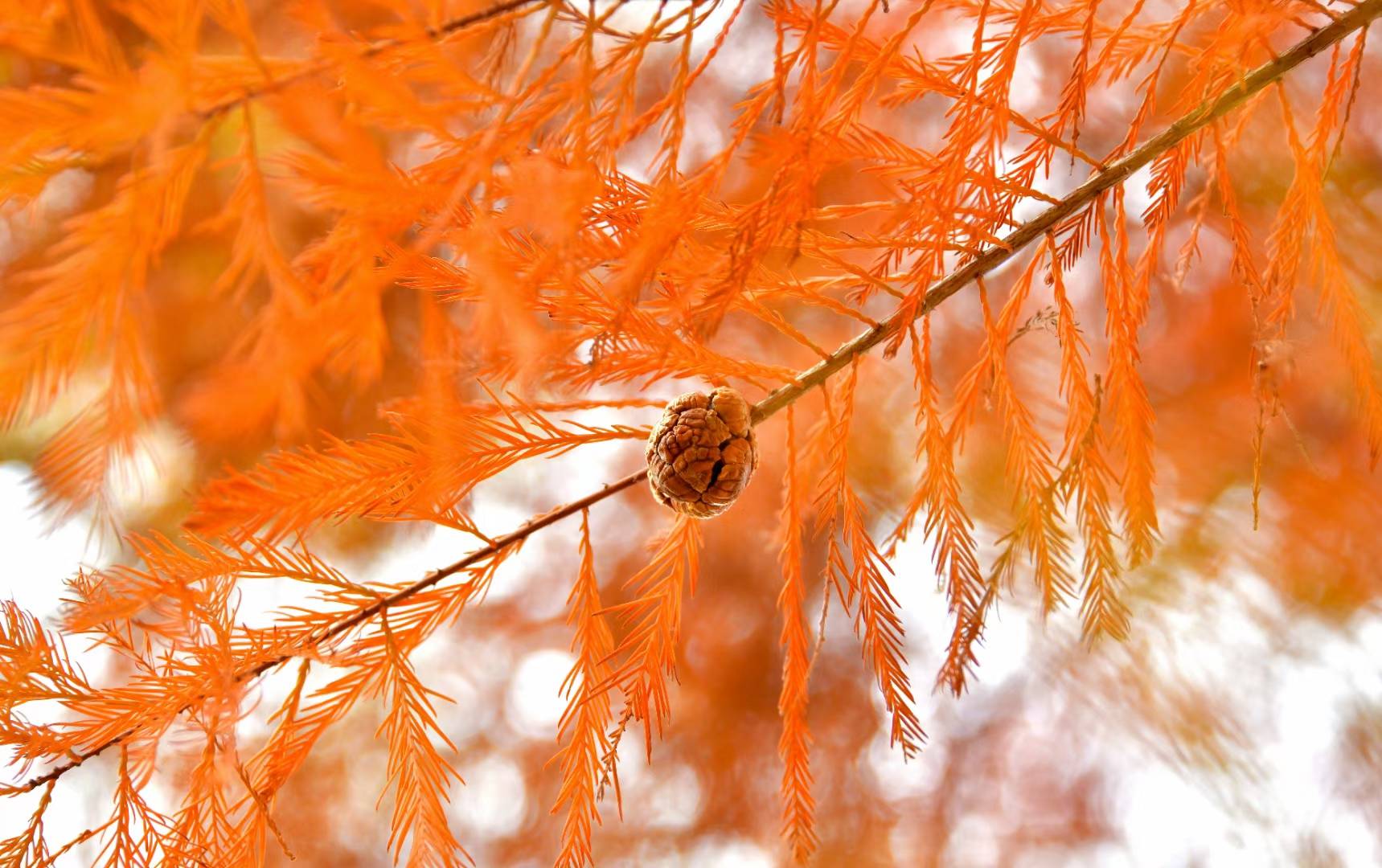 美江南公园里披上红装的落叶杉