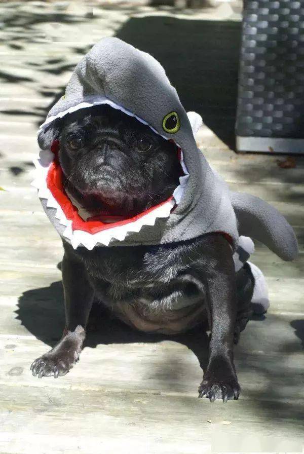 鲨鱼跟狗微笑的照片图片