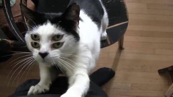 动物变异频出现猫咪竟有四只眼