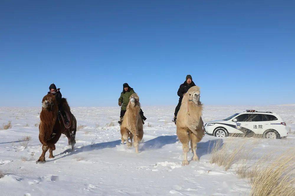 锡盟 东苏旗法官办案遭雪困 牧民支援 用骆驼