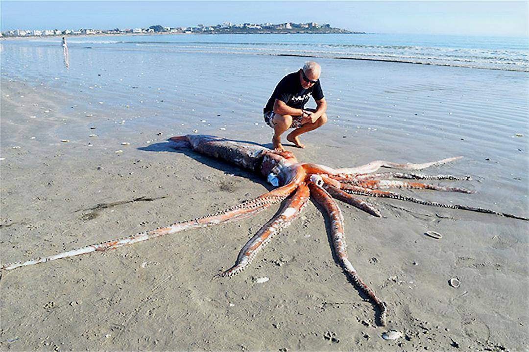 世界第二大无脊椎动物巨眼生物大王乌贼体重超过2百公斤