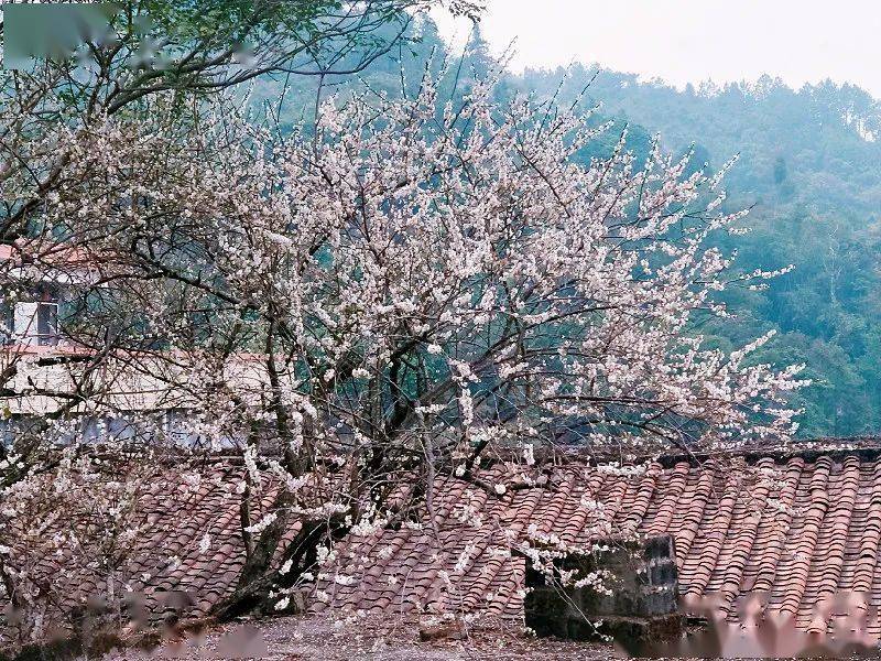 【曹田赏梅】1月2日 行摄新兴曹田梅林 探寻梅花朵朵开