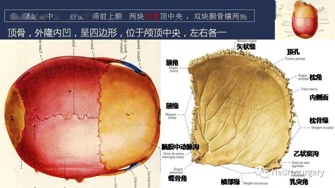 【视频 课件】颅骨详细解剖