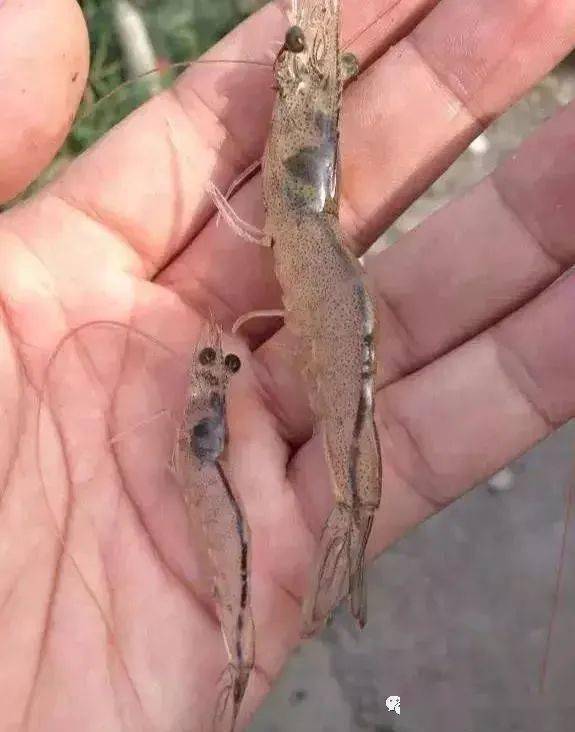 新手养虾必看 新手养虾必看视频