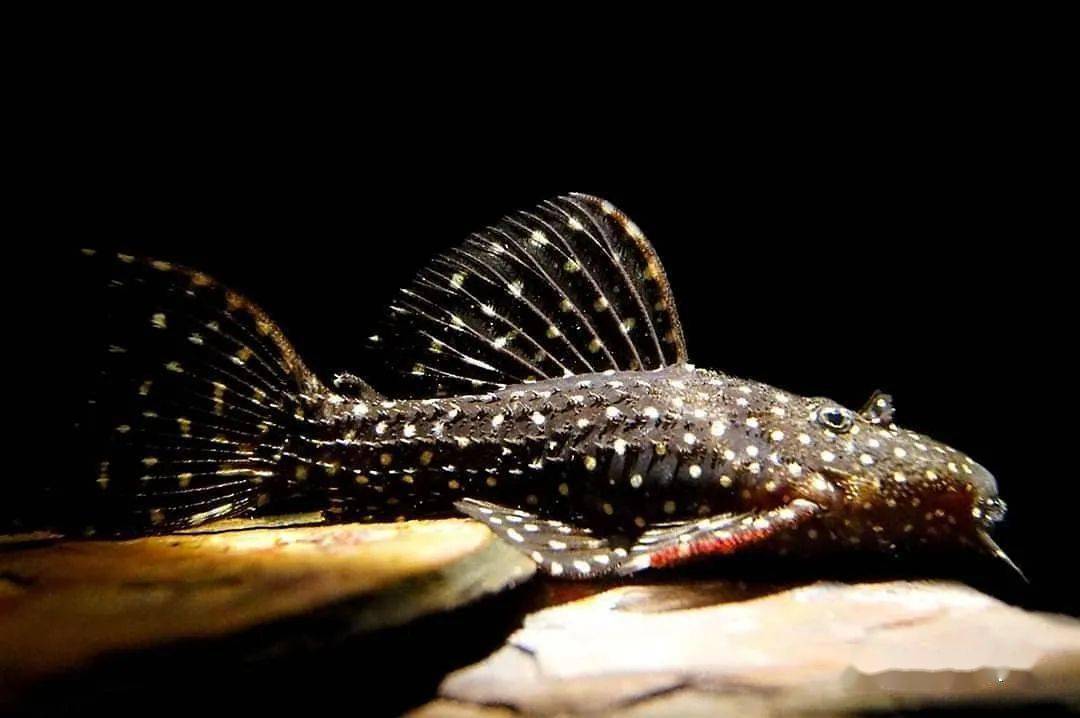 每天认识一种南美鱼|(95)阿莲卡野马坦克_成体