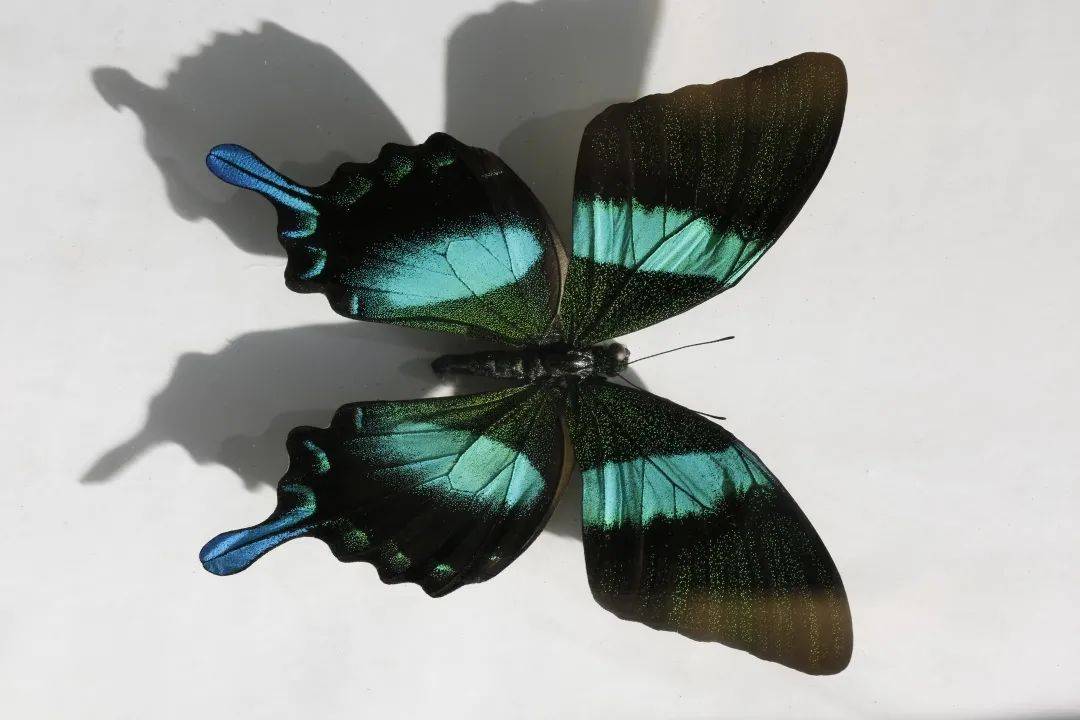 嗨这个冬日来临洮博物馆看蝴蝶蹁跹吧