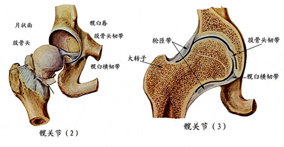 人體解剖歌訣【實用】果斷收藏_關節