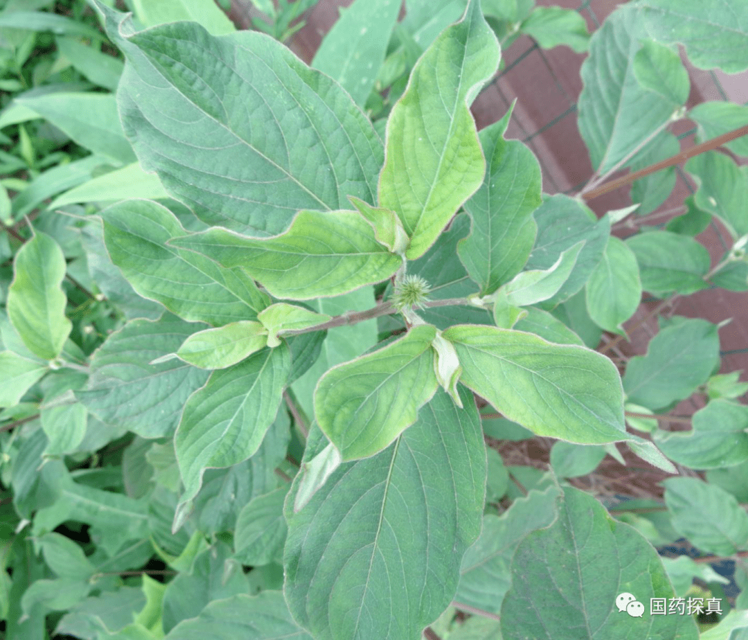 寻骨风茶树根【别名 山里黄根.