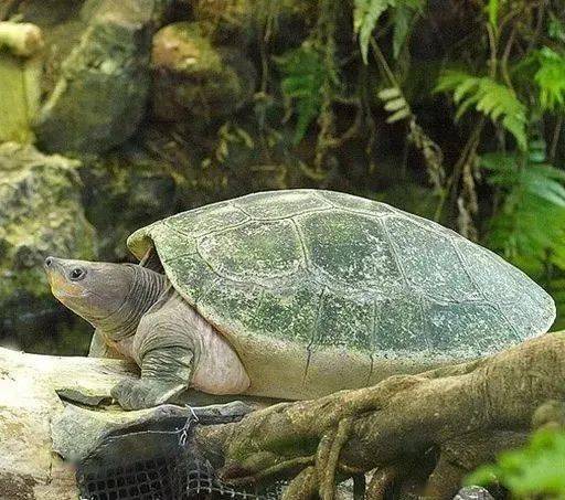 世界上极为濒危稀有的8种龟